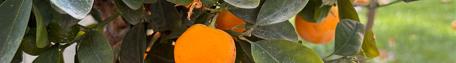 Banner da categoria Fragrâncias