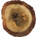 Agarwood