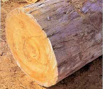 Cedro
