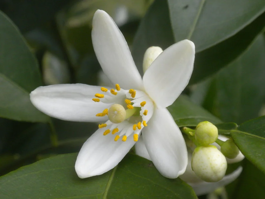 Flor de Laranjeira