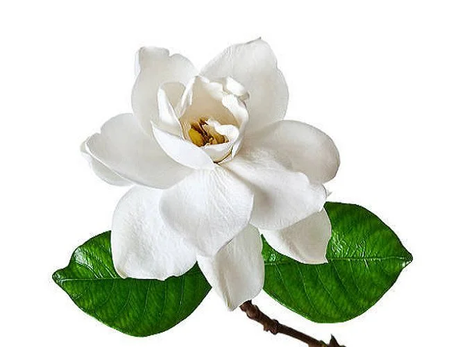 Gardênia