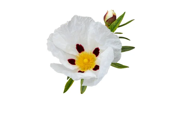 Ládano