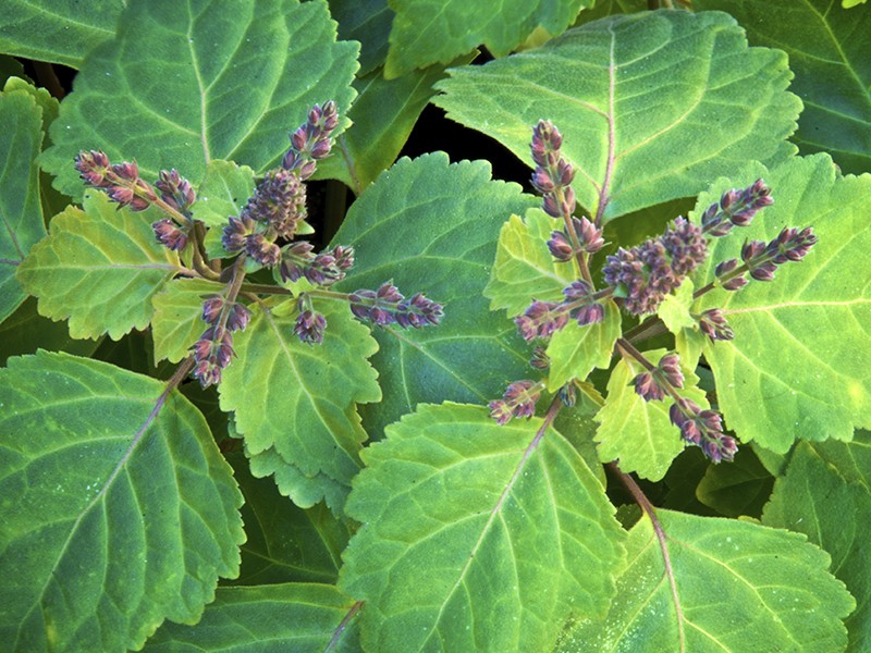 Patchouli