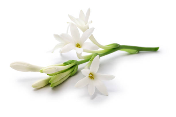 Tuberosa