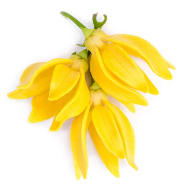 Ylang‑Ylang
