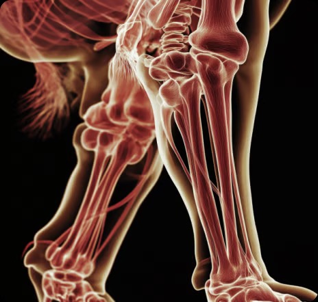 Cómo funcionan las Freedom Joint Drops