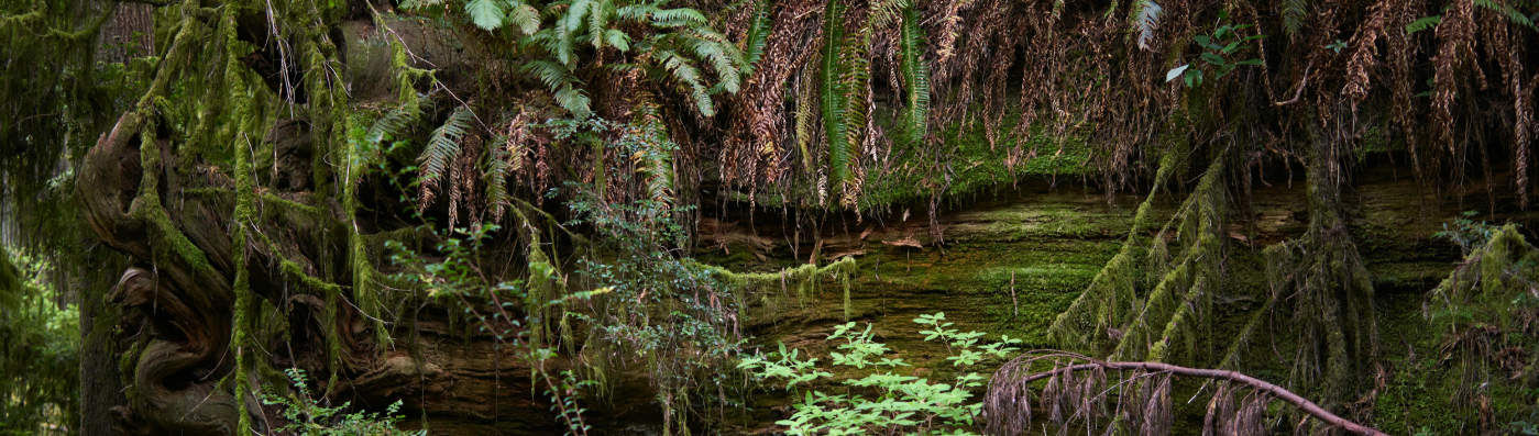 Floresta Amazônica