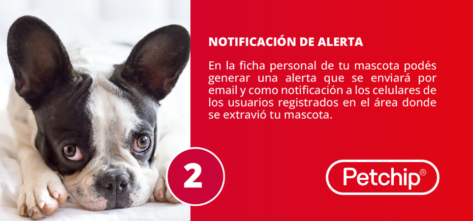 pasos registro mascotas