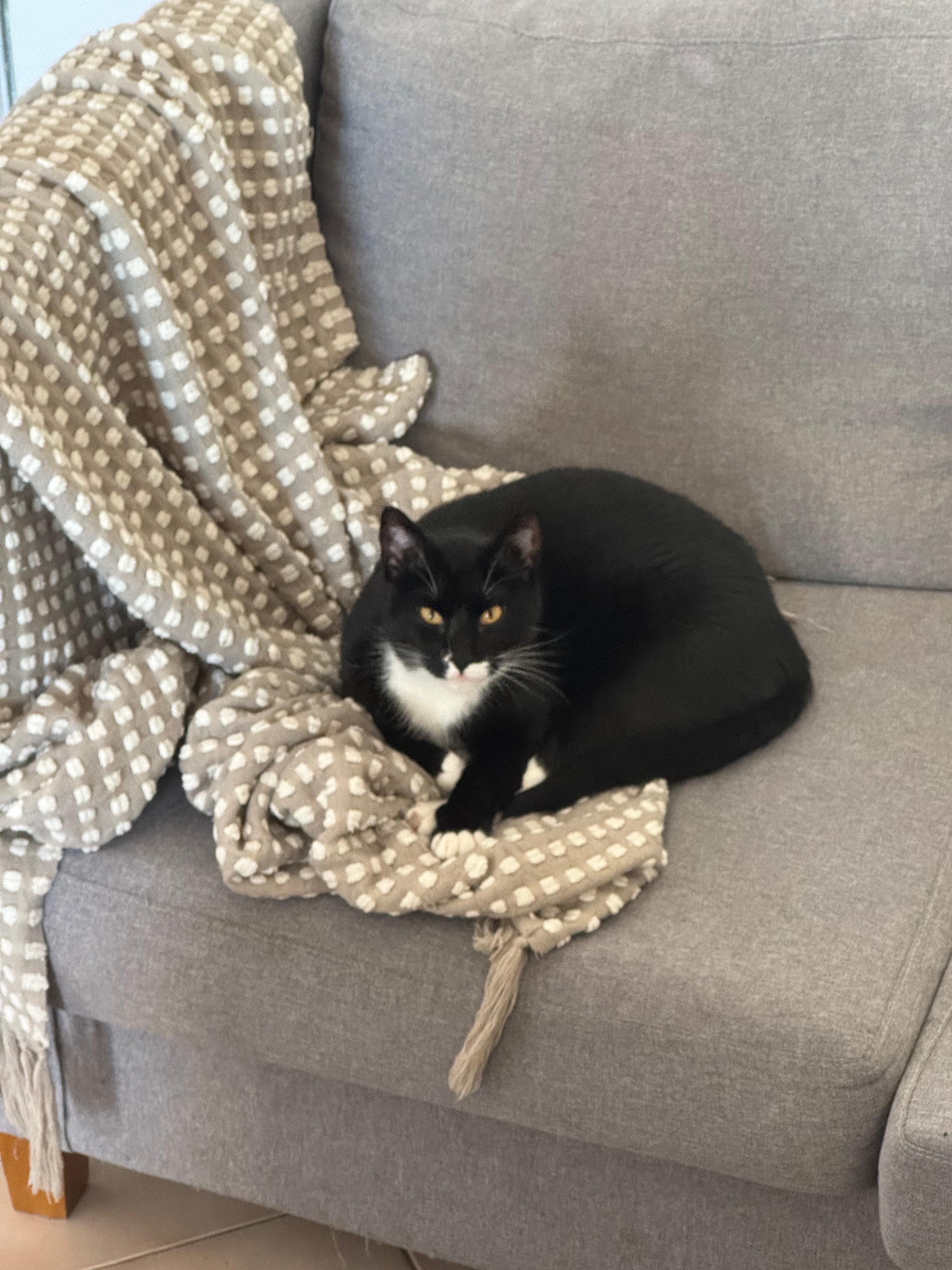 Imagen de Pipo, el gato.
