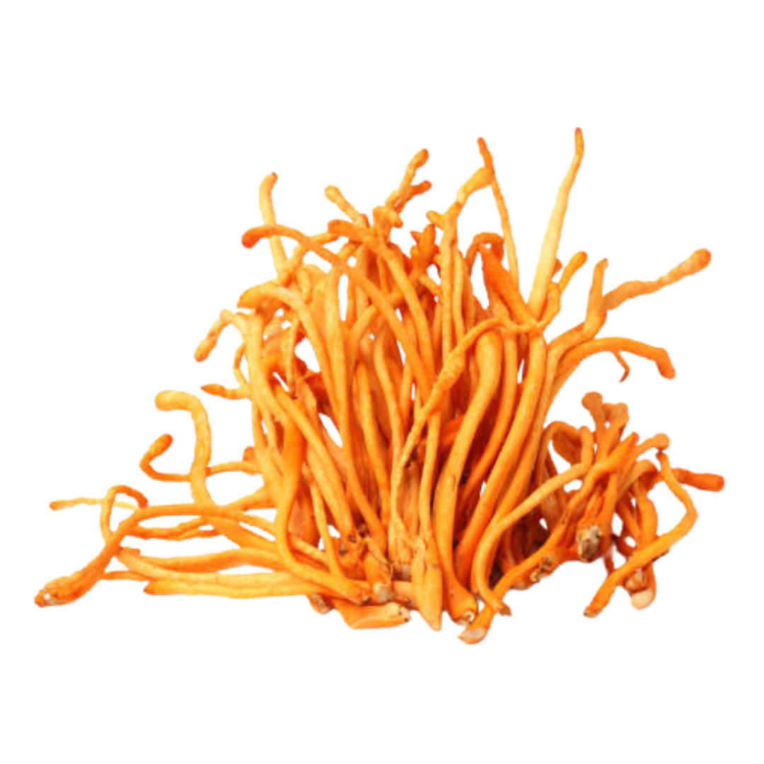 Cordyceps