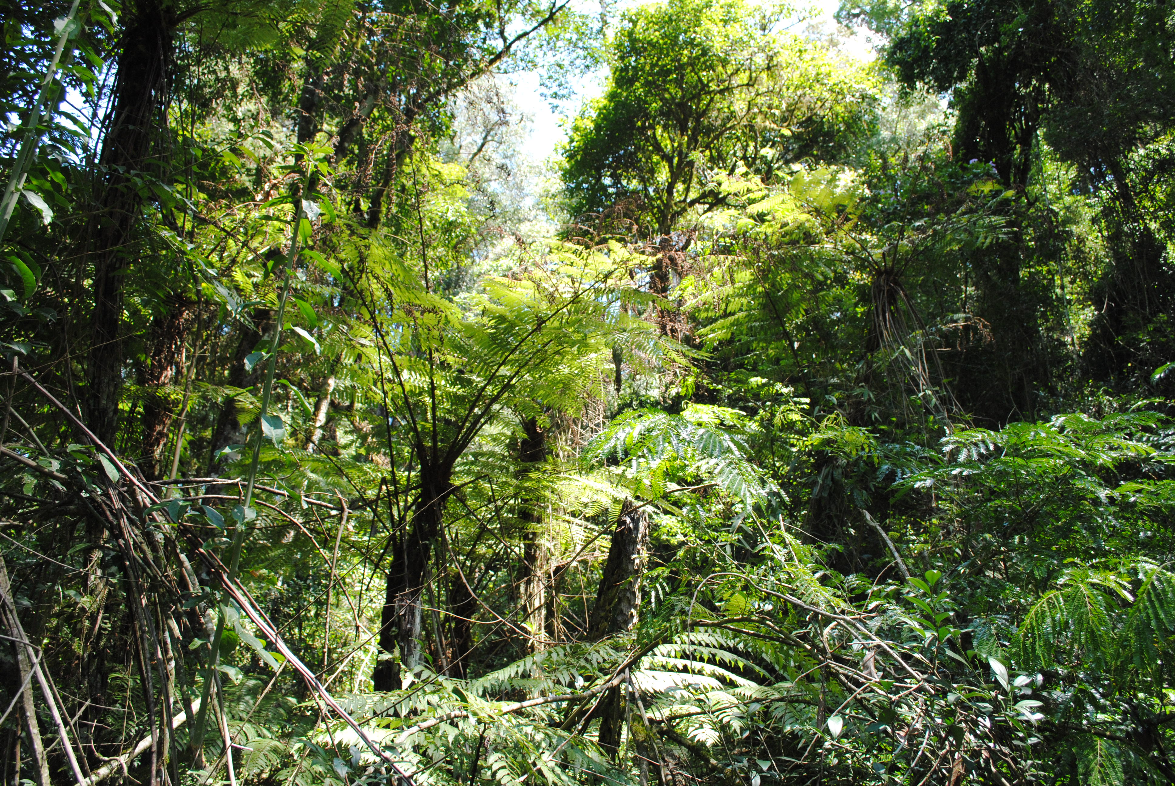 Bosque de helechos arborescentes