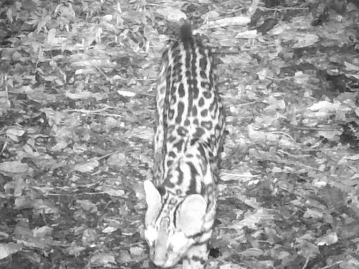 Ocelote registrado en la Reserva Aponapó, Misiones