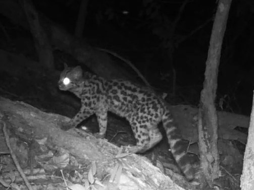 Margay registrado en la Reserva Aponapó, Misiones