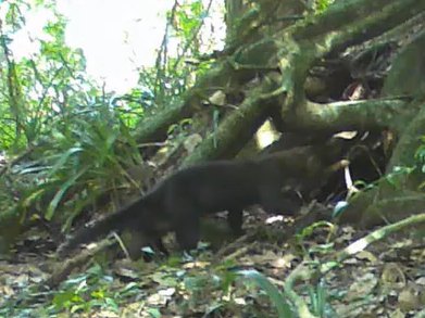 Yaguarundí registrado en la Reserva Aponapó, Misiones