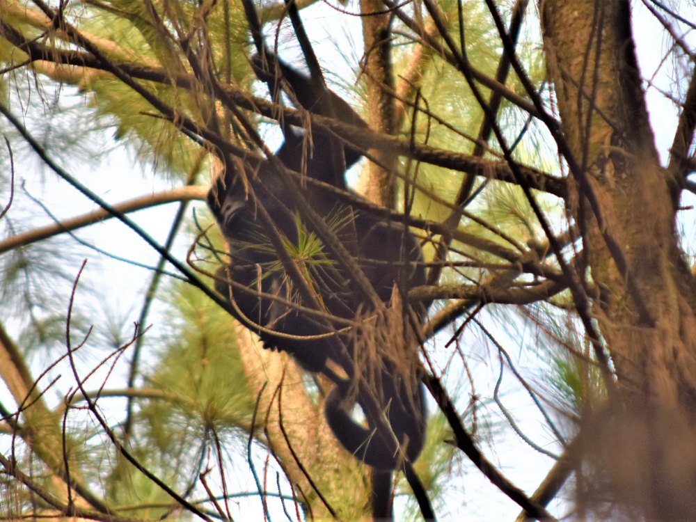 Mono carayá en la selva de la Reserva Aponapó