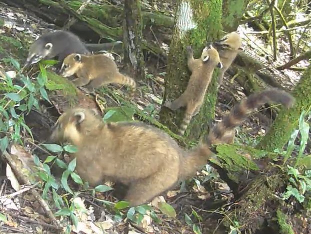 Coatíes en la Reserva Aponapó, Misiones