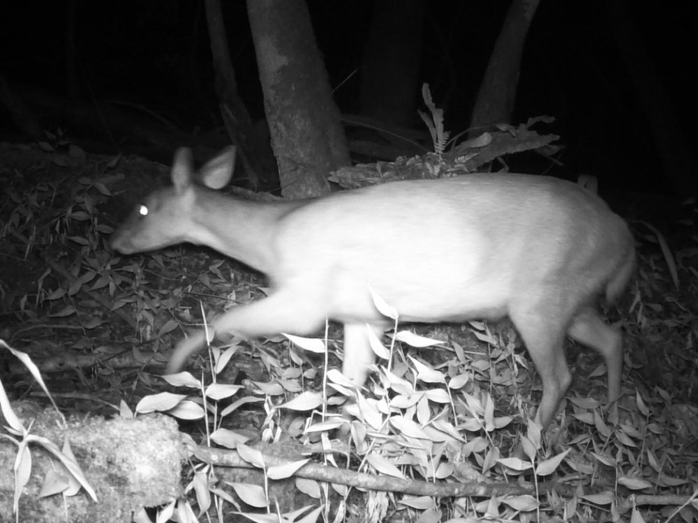Venado hembra registrado en la Reserva Aponapó