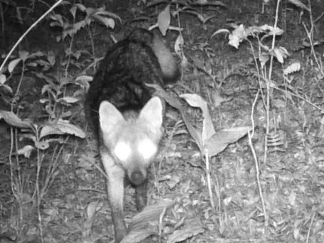 Zorro registrado en la Reserva Aponapó