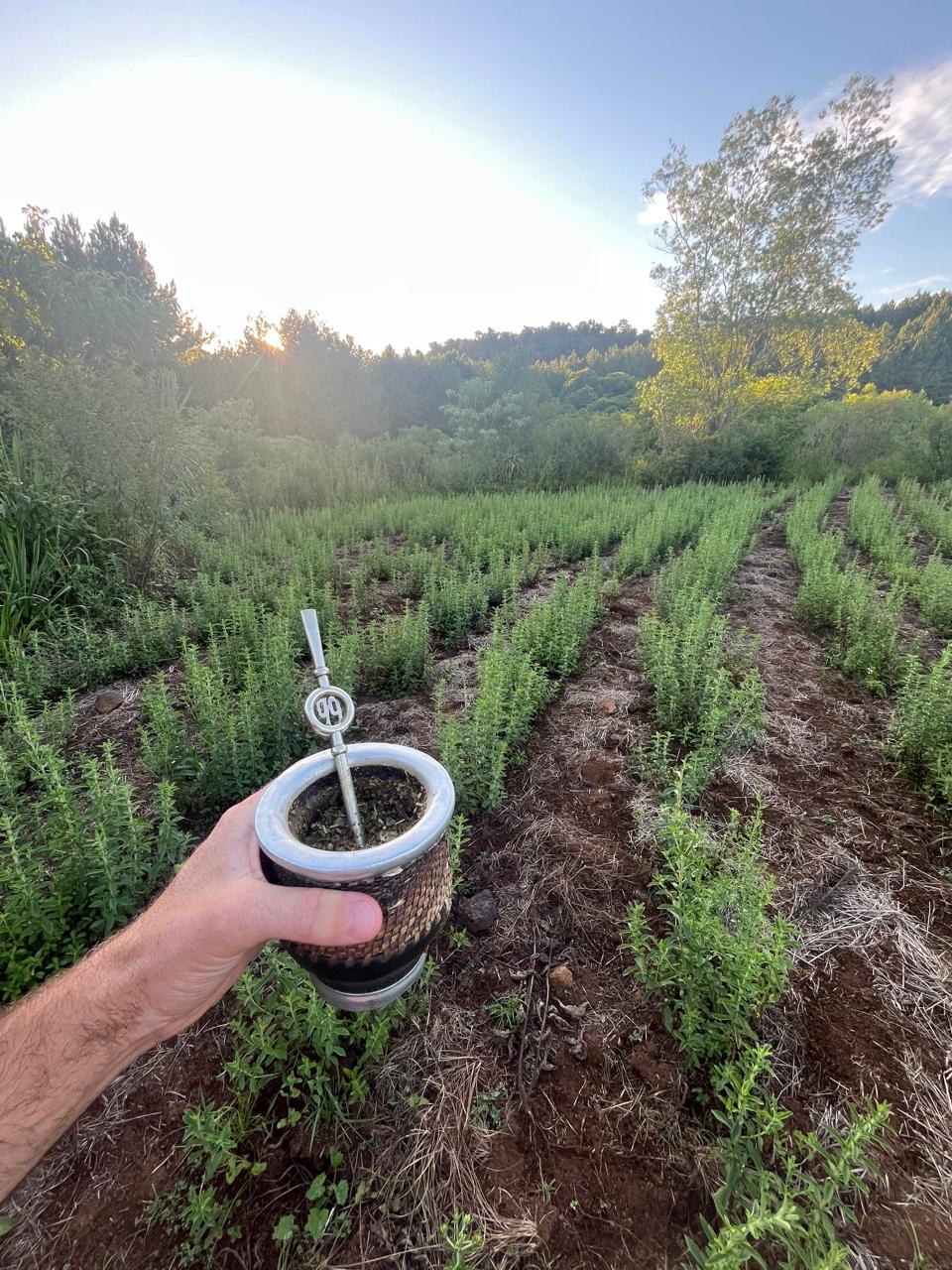 Mate en el cultivo agroecológico de stevia de la Reserva Aponapó