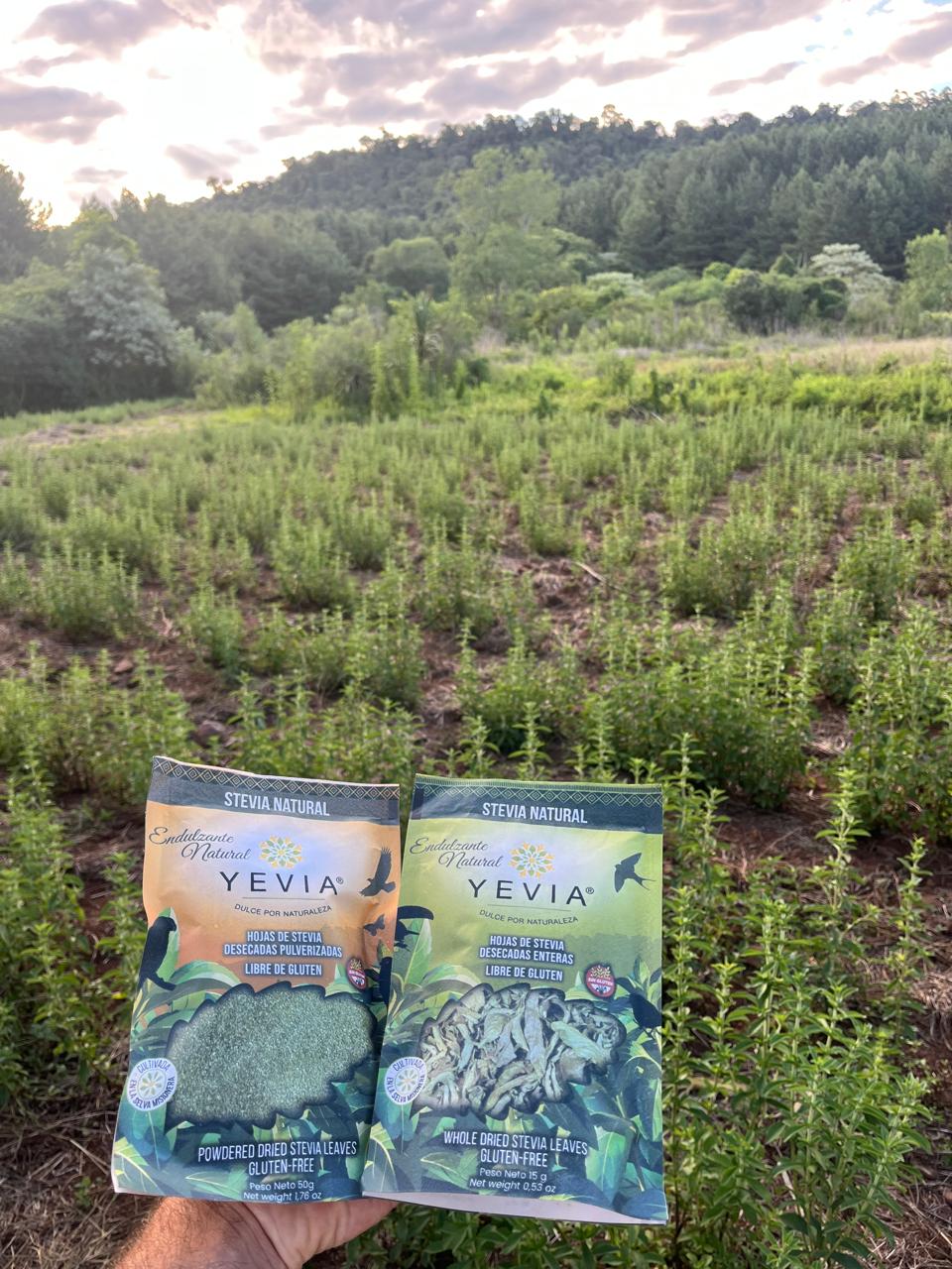 Stevia natural YEVIA en hojas y en polvo frente al cultivo de stevia