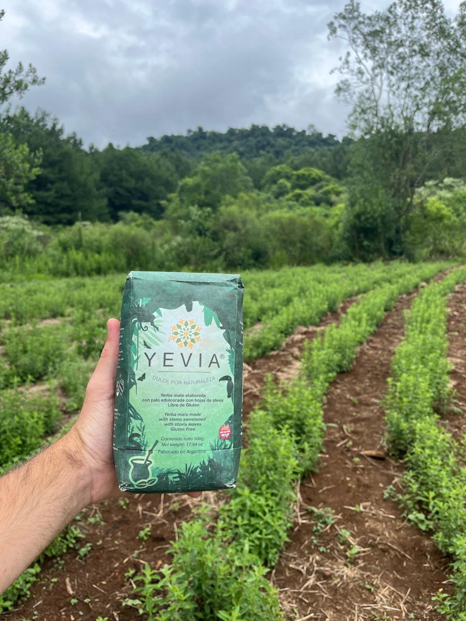 Yerba mate YEVIA con stevia en el cultivo de la Reserva Aponapó