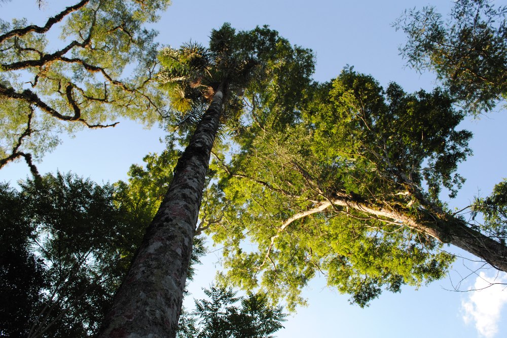 Árbol nativo semillero certificado en la Reserva Aponapó