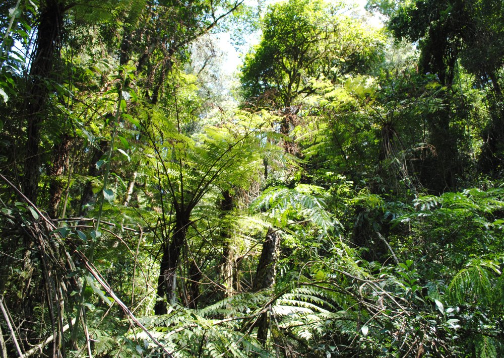 Bosque de helechos arborescentes (chachíes) en la Reserva Aponapó