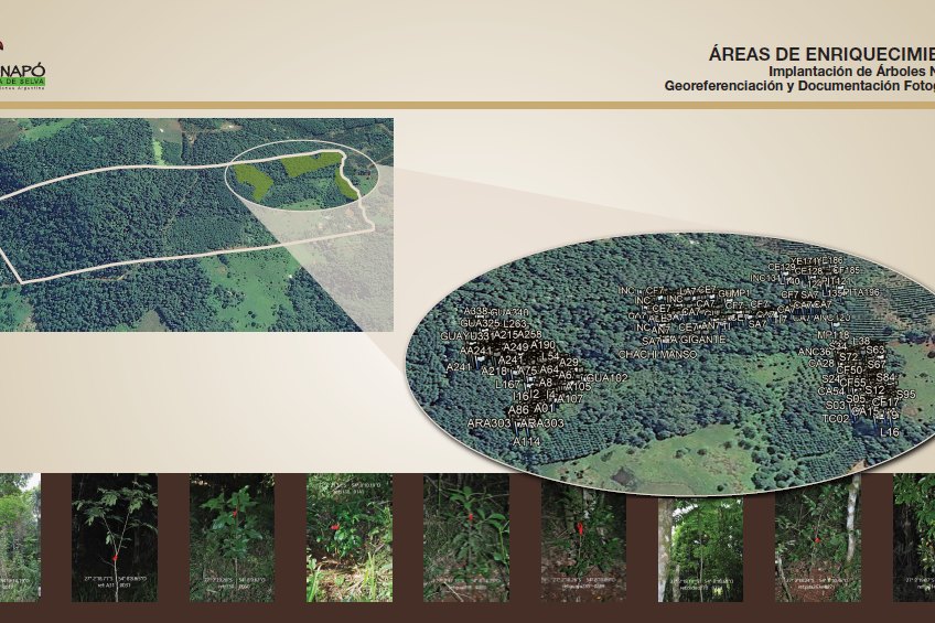 Enriquecimiento de selva con especies nativas en Misiones
