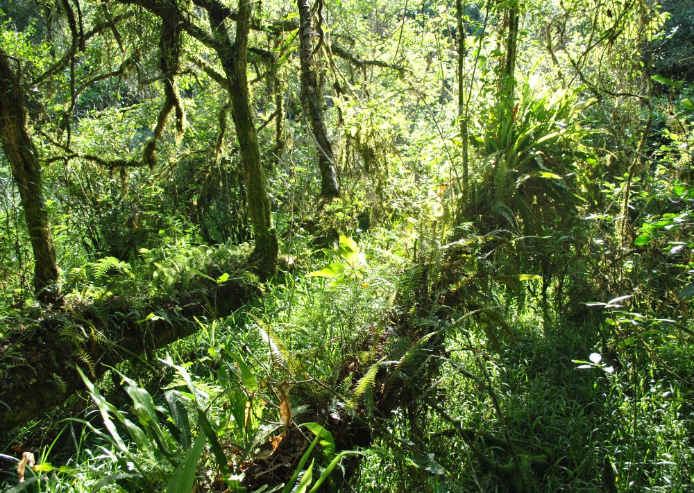 Orquideario natural de la Reserva Aponapó