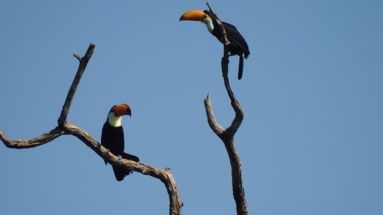 Tucán posado en un árbol de la Reserva Aponapó, Misiones