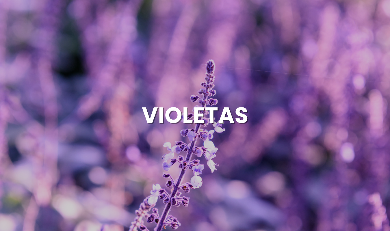 Violetas