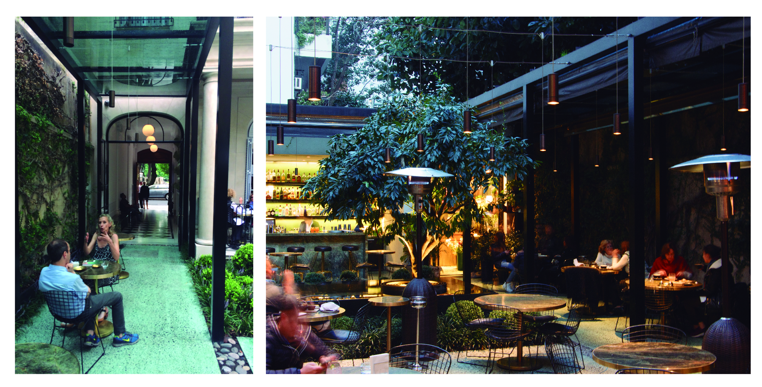 Cavia colgante | iMdi