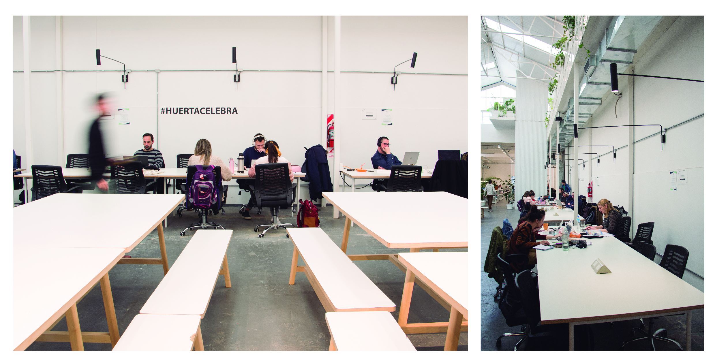 Cavia brazo largo | iMdi