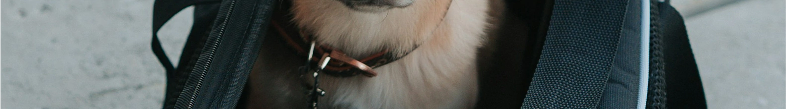 Banner da categoria Guias