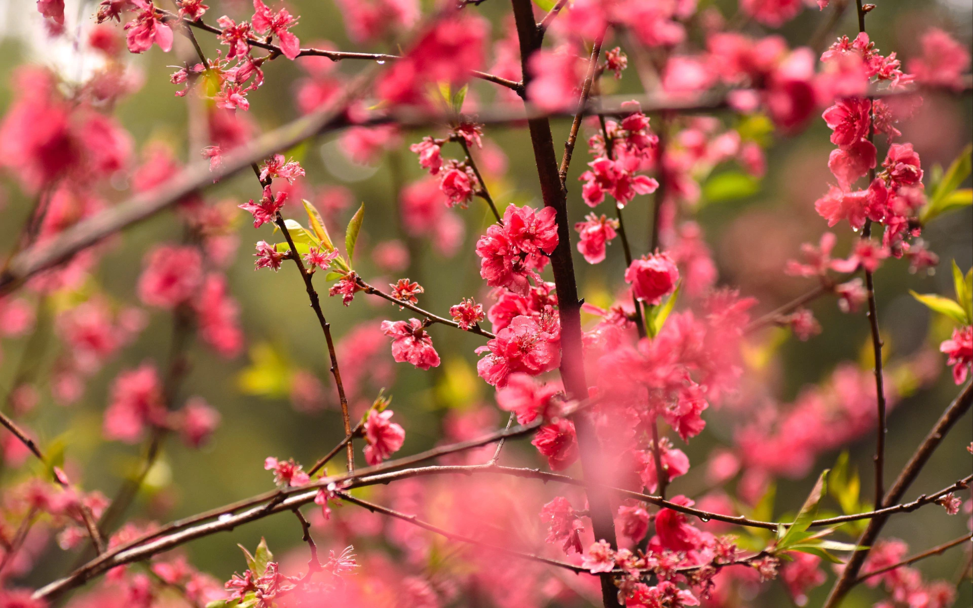 Banner de la categoría Ediciones Especiales