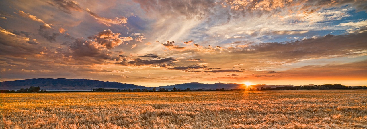 Trigal argentino al amanecer — paisaje de la pampa productiva y origen de muchos de nuestros productos en Argentine Delights