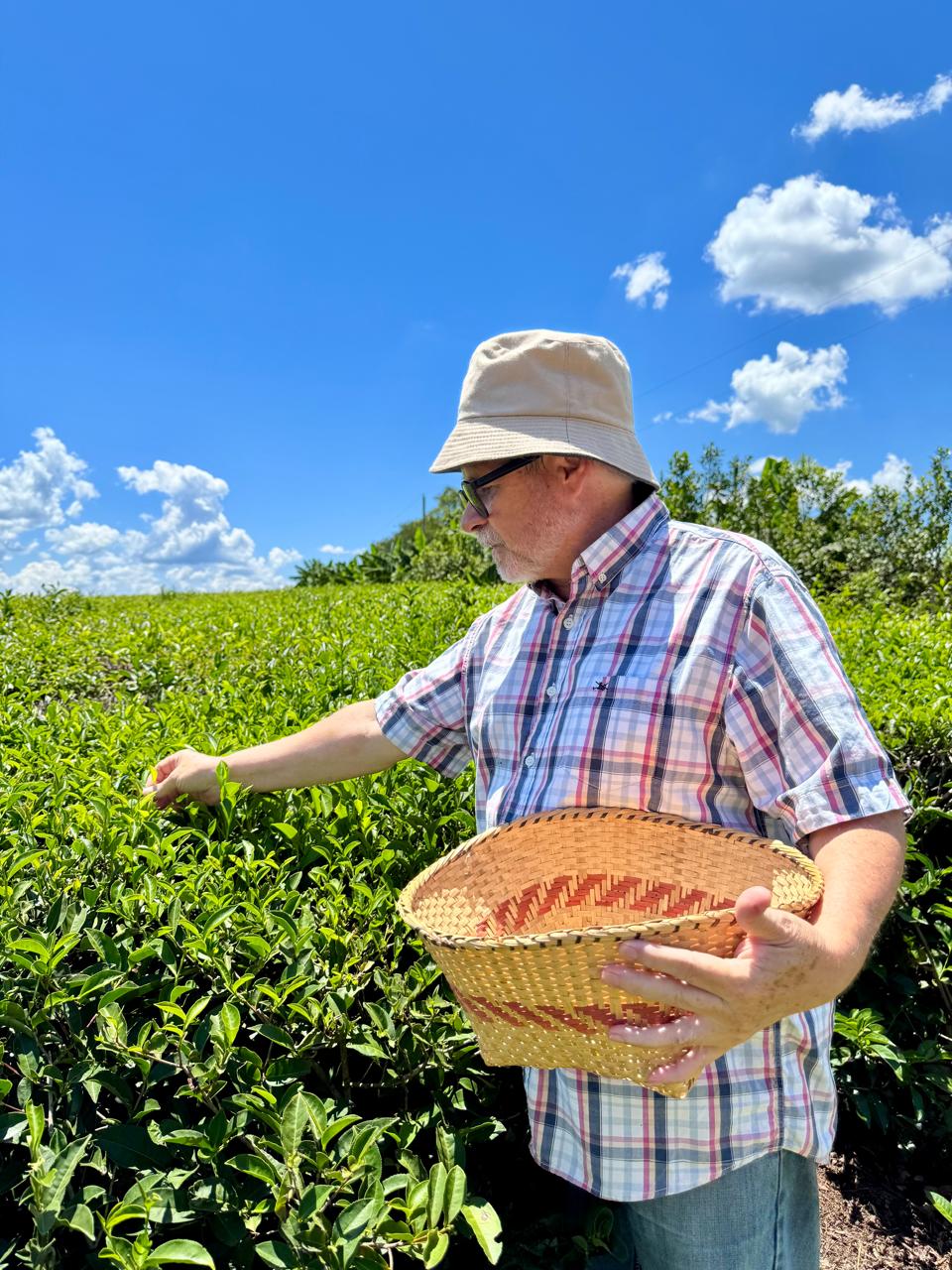 Productor de Té en Campo de Produccion - Provincia de Misiones - Argentina