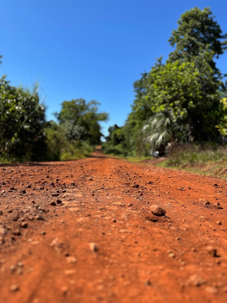 Camino rural frente a cultivo de Té - Provincia de Misiones - Argentina