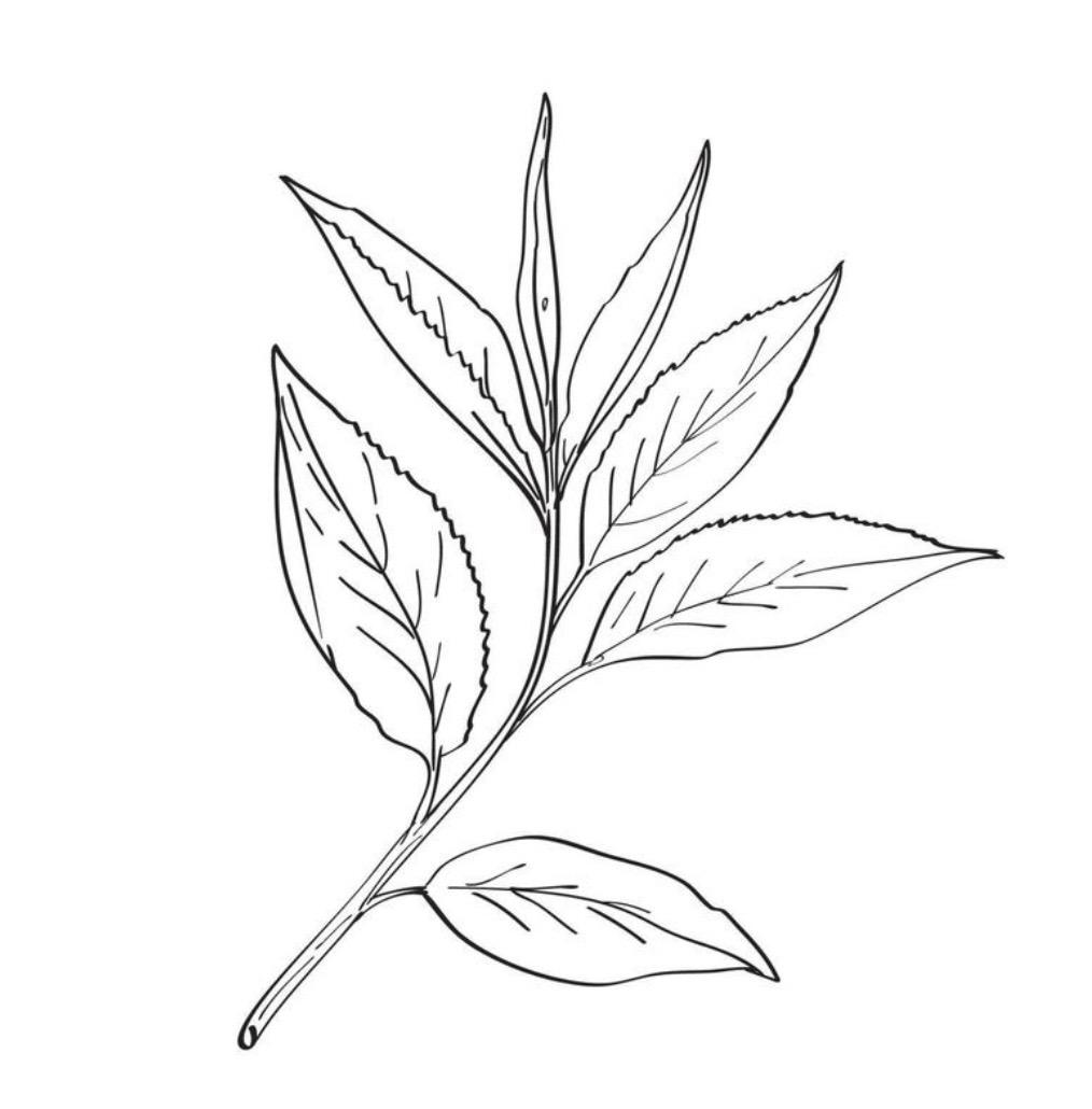 Dibujo de hoja de Camellia Sinensis - Provincia de Misiones - Argentina
