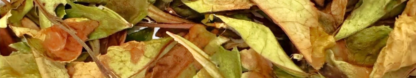 Hebras de Té Blanco orgánico de Misiones, hojas enteras secadas naturalmente