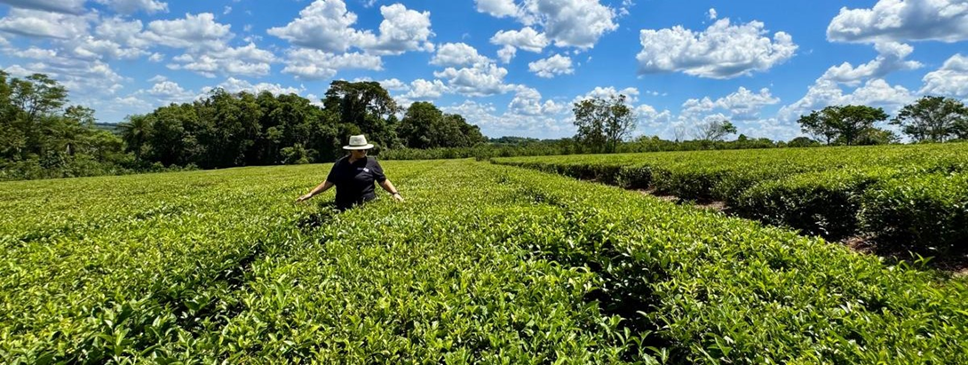 Presidente de Argentine Delights inspeccionando las hojas de Camellia Sinensis en el cultivo de té orgánico · Misiones, Argentina