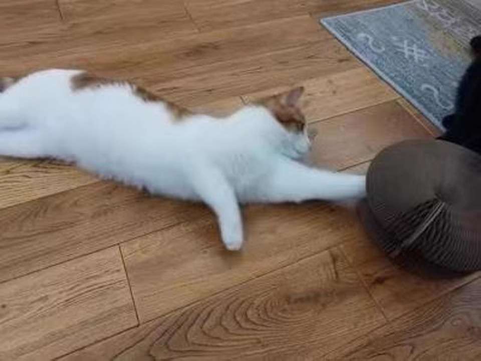 Foto del gato de Candela