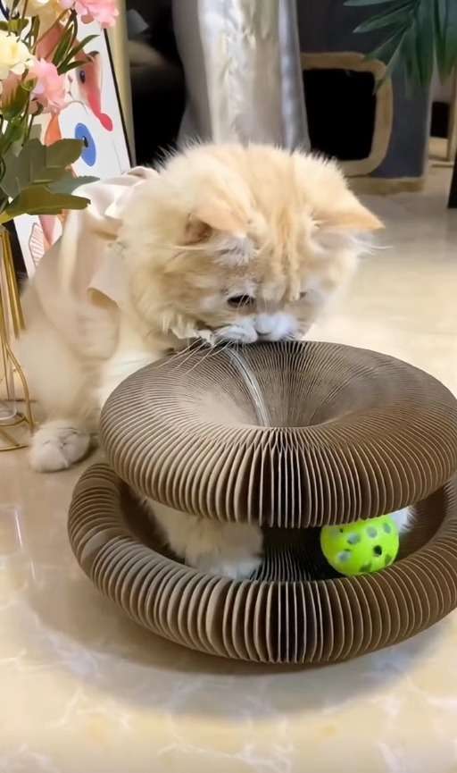 Foto del gato de Mart&iacute;n