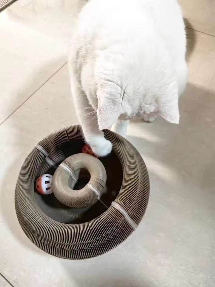 Foto del gato de Carolina