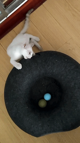 Kitty Cueva en acci&oacute;n