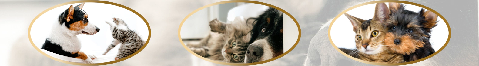 Banner de la categoría Mascotas Felices