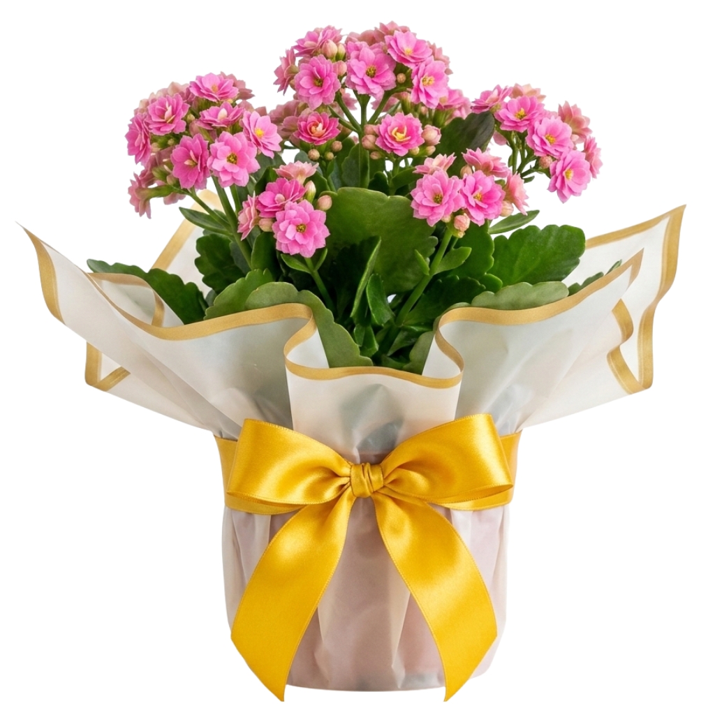 flor da fortuna kalanchoe presente entrega rápida Santo André