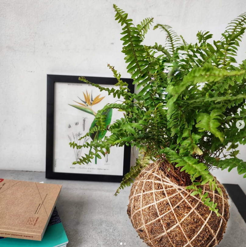 Kokedama Helecho espada Planeta Musgo