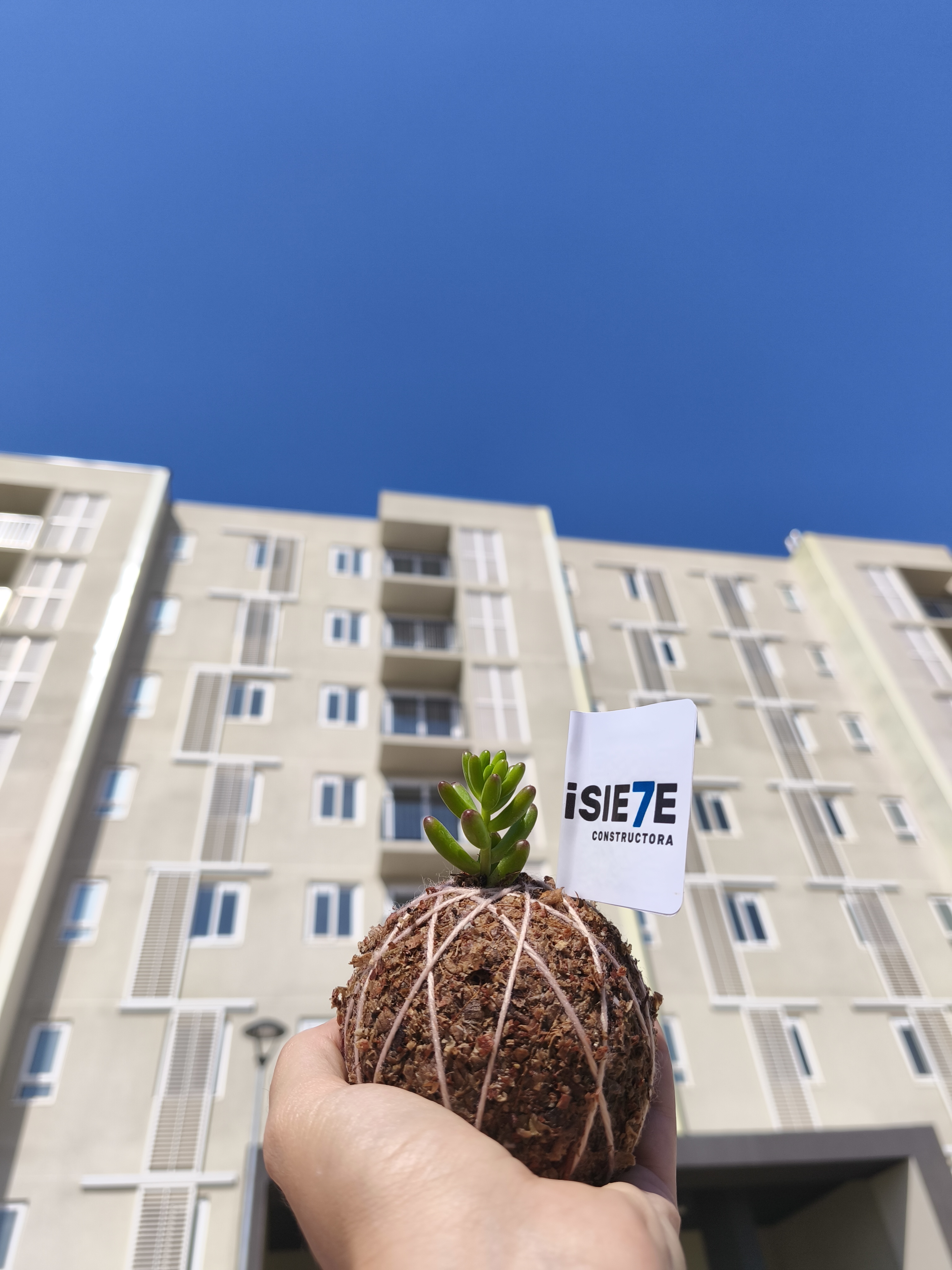 Mini Kokedama regalo corporativo Planeta Musgo