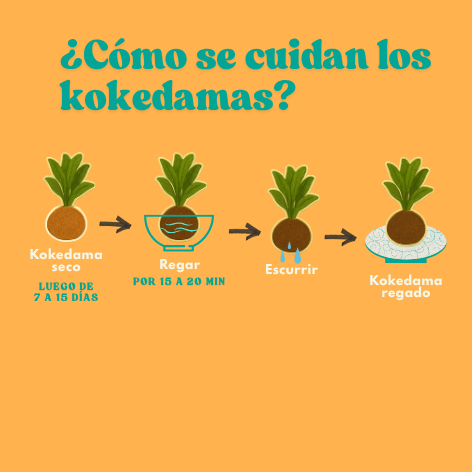 Guia cuidados kokedamas planeta musgo